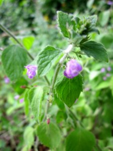 20130726Calamintha_menthifolia2