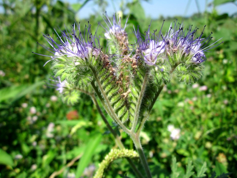 20130727Phazelie_Hockenheim2
