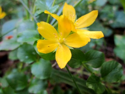 20130716Pfennigkraut_Schwetzinger_Hardt03