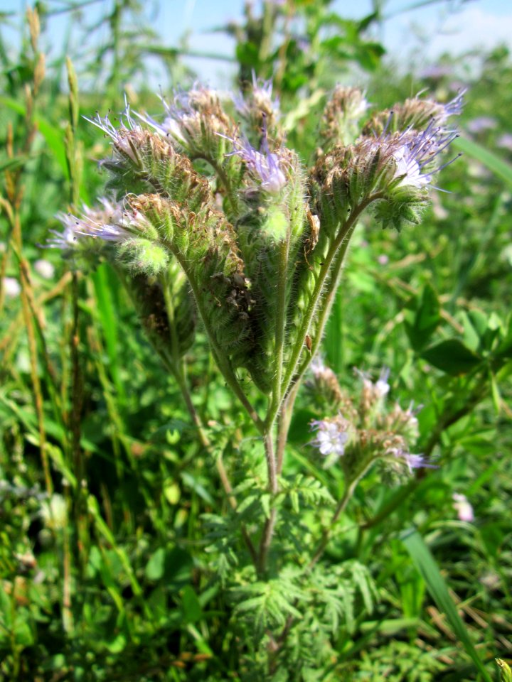 20130727Phazelie_Hockenheim4