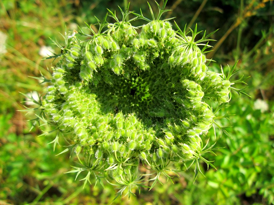 20130724Daucus_carota1