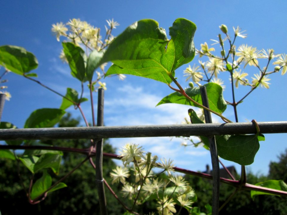 20130727Waldrebe_Hockenheim