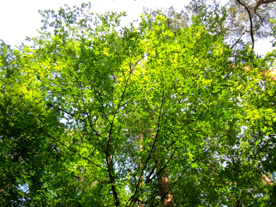 20130716Hainbuche_Schwetzinger_Hardt