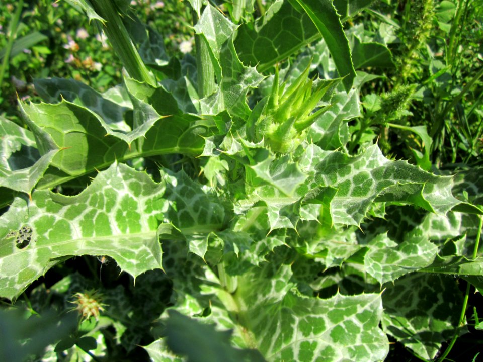 20130727Silybum_marianum8