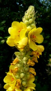 20130722Verbascum_thapsus2