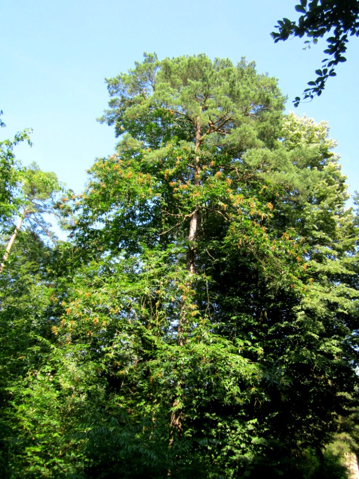 20130716Kastanie_Schwetzinger_Hardt4