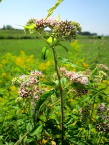20130727Wasserdost_Hockenheim2