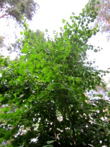20130726Espe_Schwetzinger_Hardt