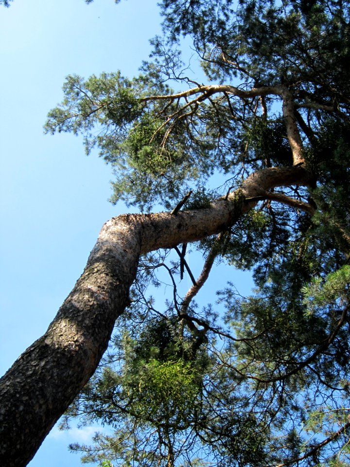 20130716Kiefer_Schwetzinger_Hardt