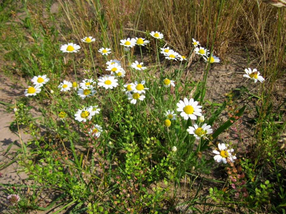 20130715Hundskamille_Reilingen