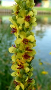 20130722Verbascum_nigrum1