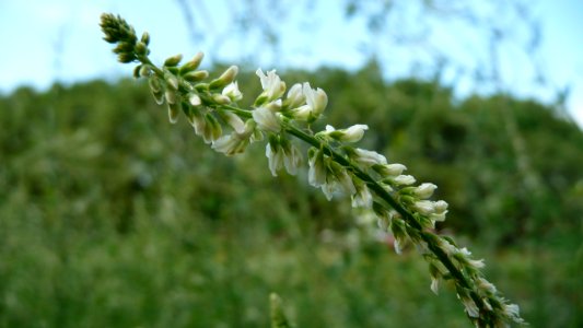 20130722Melilotus_albus