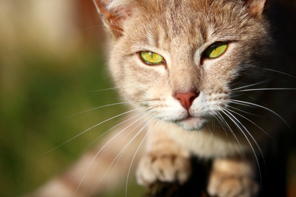 Breed cat mackerel cat's eyes