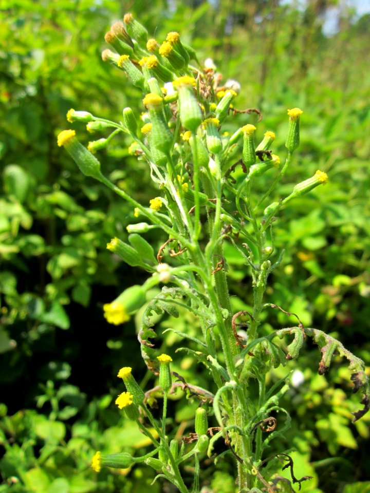 20130714Senecio_sylvaticus1