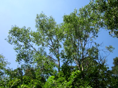 20130714Zitterpappel_Schwetzinger_Hardt2