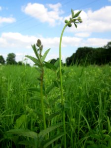 20130712Sanguisorba_officinalis1