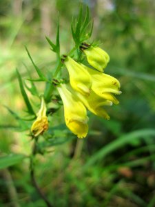 20130714Wachtelweizen_Schwetzinger_Hardt2