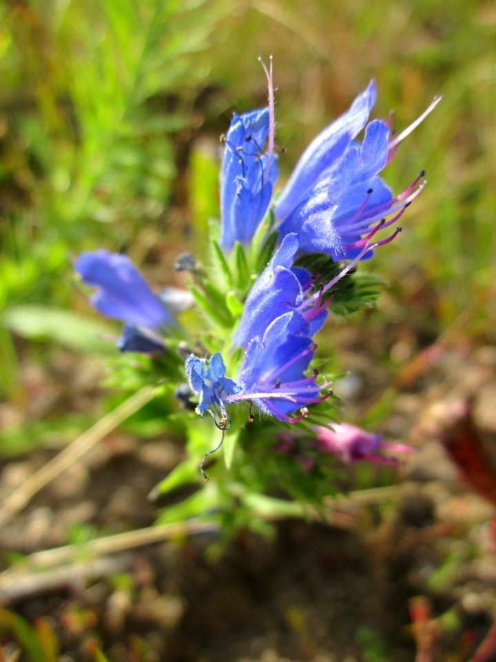 20130714Natternkopf_Schwetzinger_Hardt