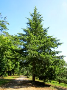 20130716Fichte_Schwetzinger_Hardt