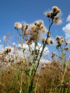 20130712Cirsium_arvense5