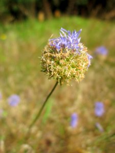 20130716Sandrapunzel_Schwetzinger_Hardt3