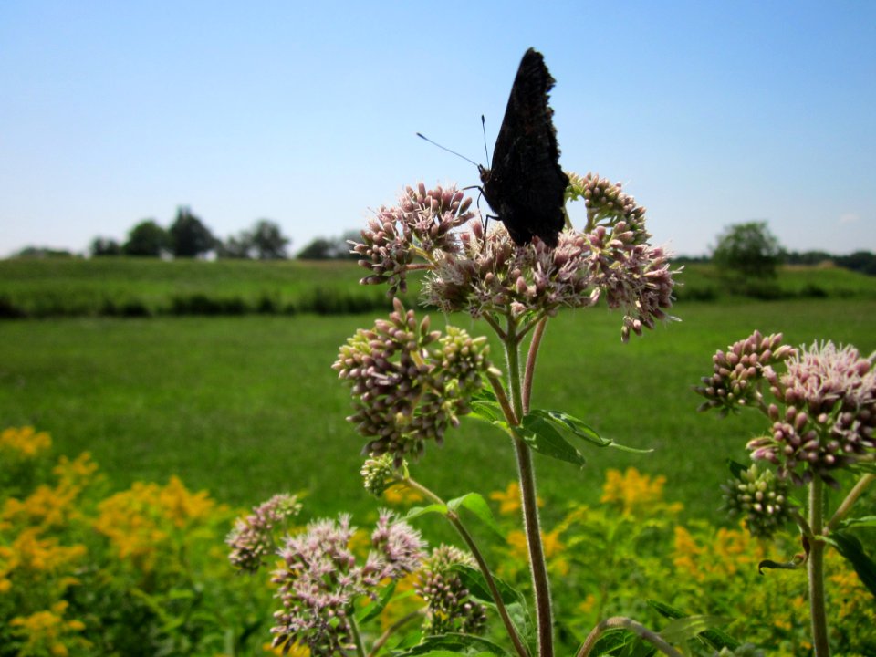20130727Wasserdost_Hockenheim3