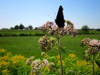 20130727Wasserdost_Hockenheim3