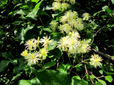 20130711Waldrebe_Hockenheimer_Rheinbogen03