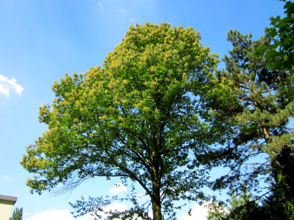20130719Castanea_sativa1