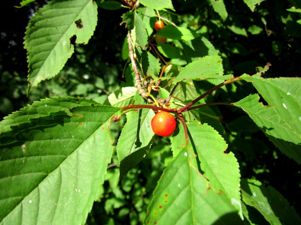 20130712Prunus_sect._Cerasus3