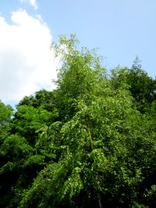 20130713Birke_Schwetzinger_Hardt1