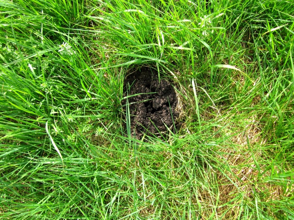 20130712Maulwurfshuegel2