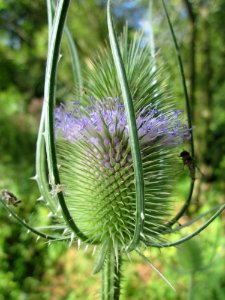 20130715Karde_Hockenheim