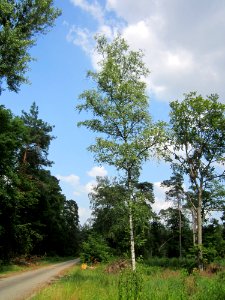 20130713Birke_Schwetzinger_Hardt2