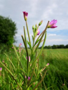 20130725Weidenroeschen_Hockenheim1