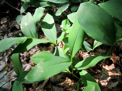 20130713Convallaria_majalis1
