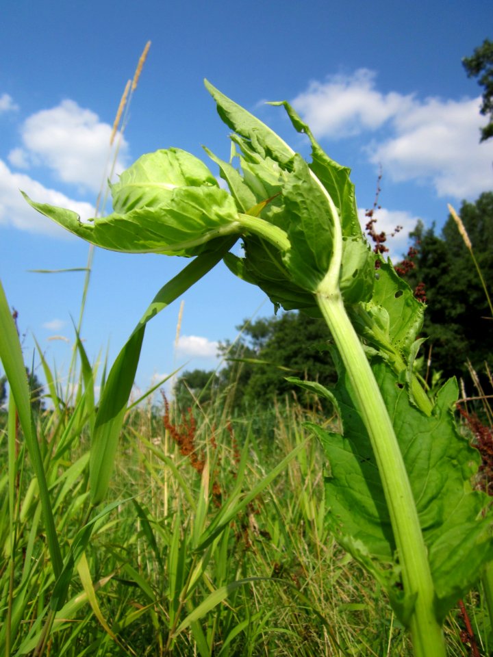20130713Cirsium_oleraceum1