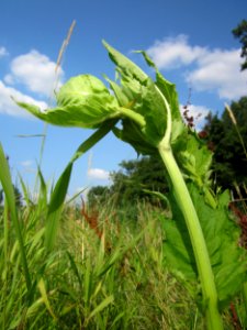 20130713Cirsium_oleraceum1