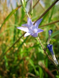 20130715Glockenblume_Reilingen