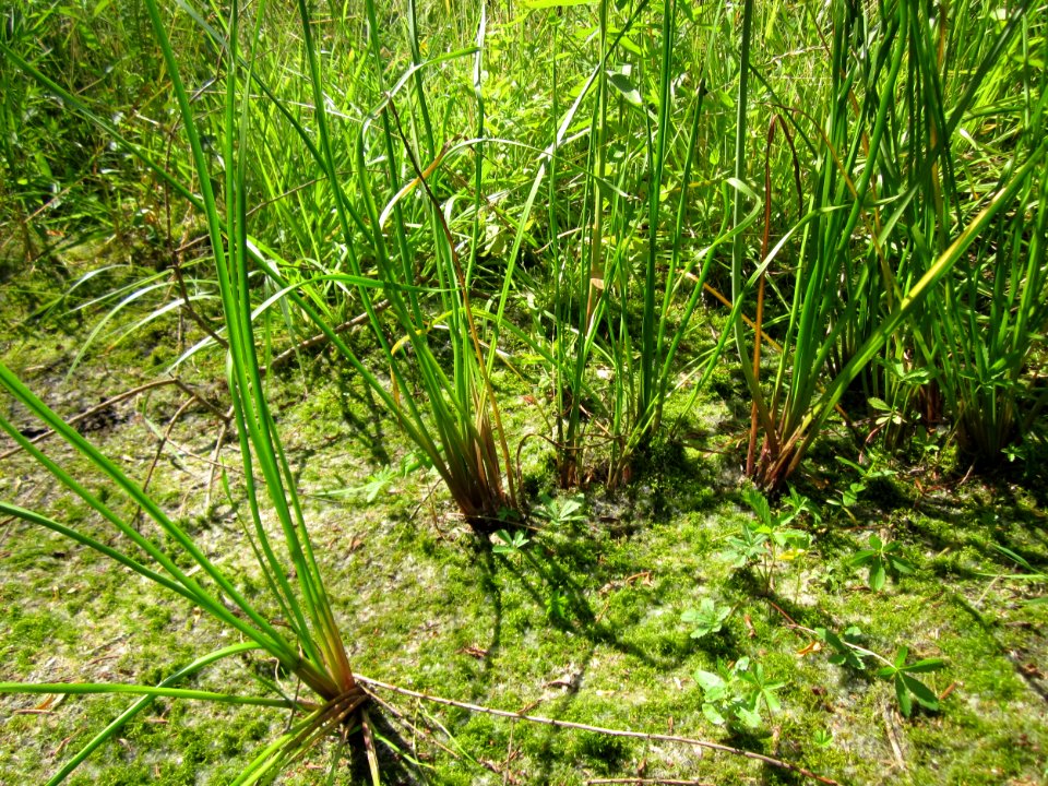 20130716Schwanenblume_Hockenheim8