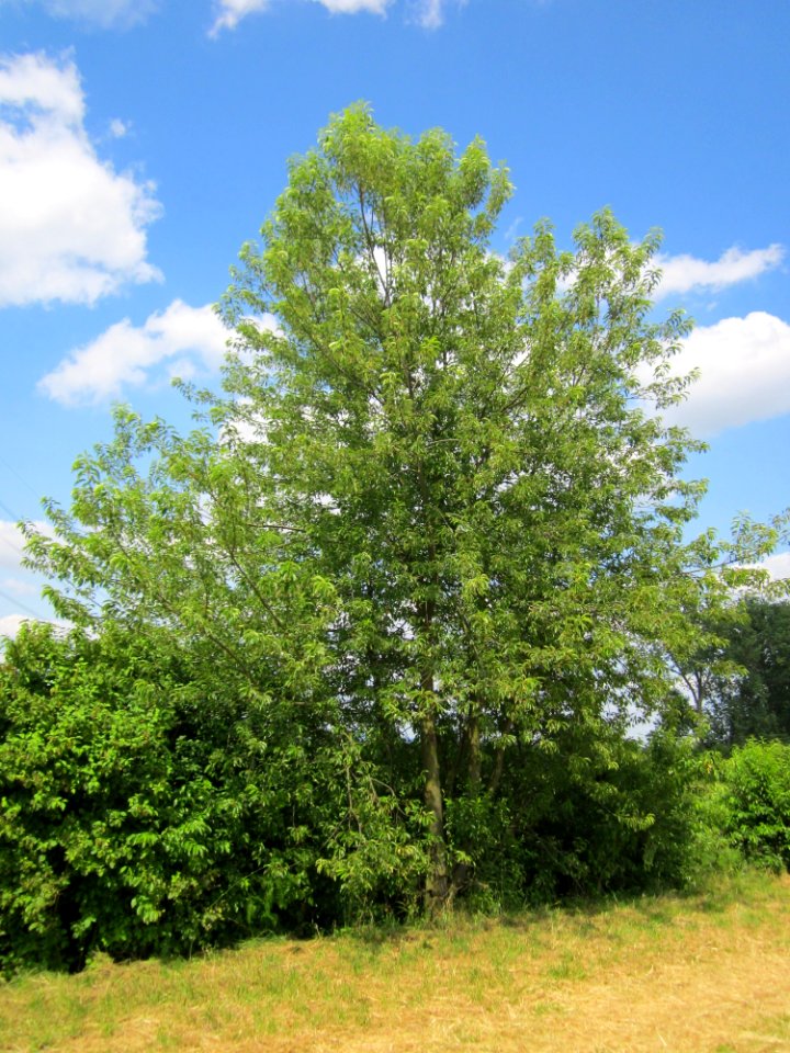 20130712Prunus_sect._Cerasus4