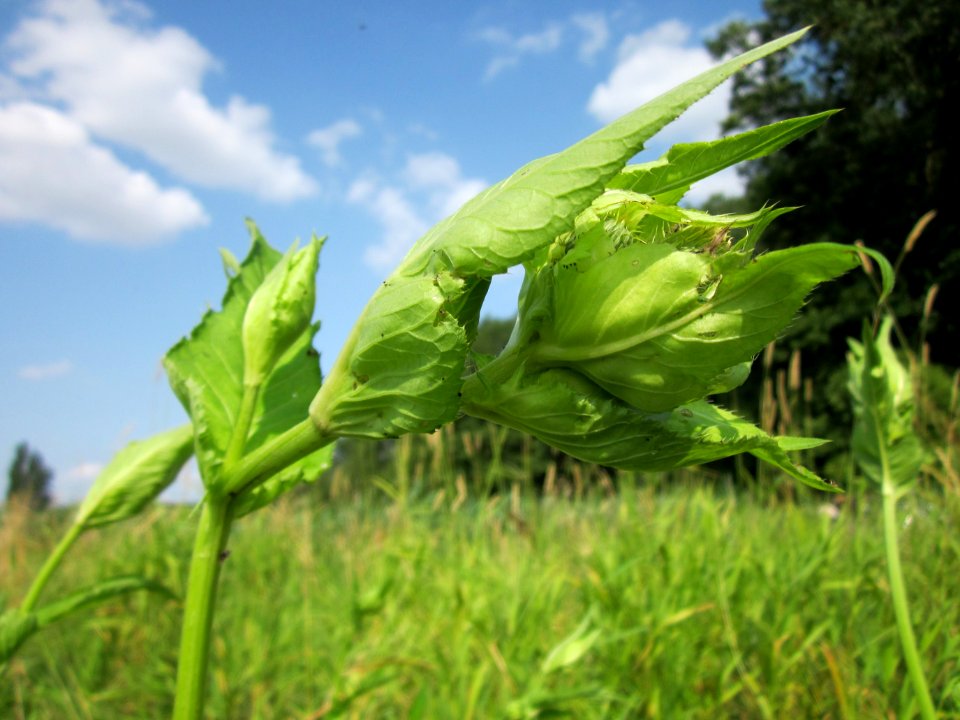 20130713Cirsium_oleraceum4