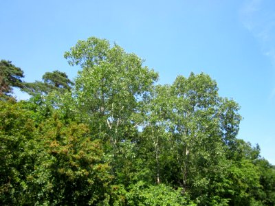 20130714Zitterpappel_Schwetzinger_Hardt1