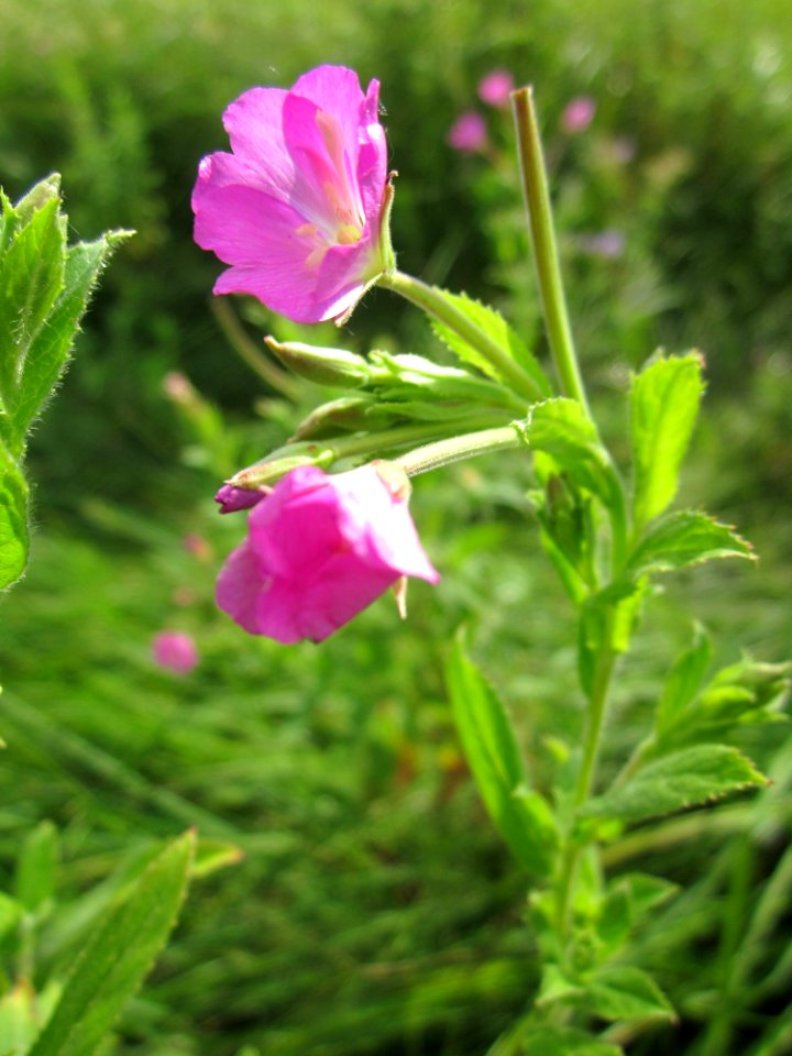 20130725Weidenroeschen_Hockenheim4