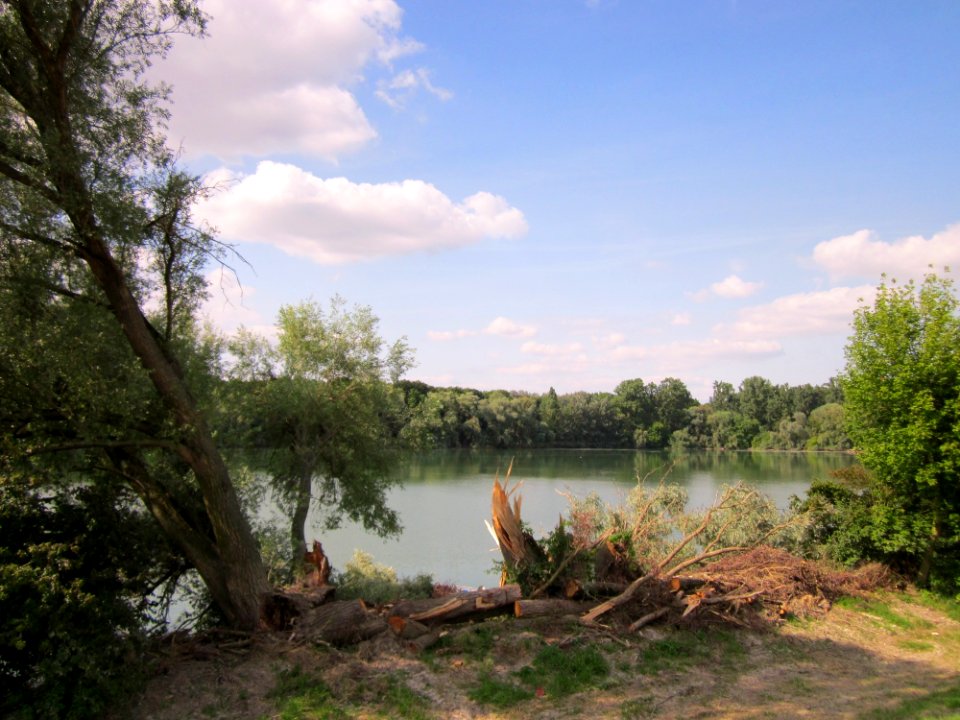 20130711Silberweide_Ketscher_Altrhein1