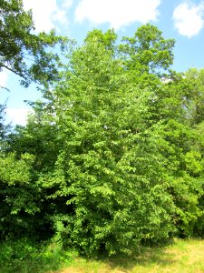 20130712Prunus_sect._Cerasus1