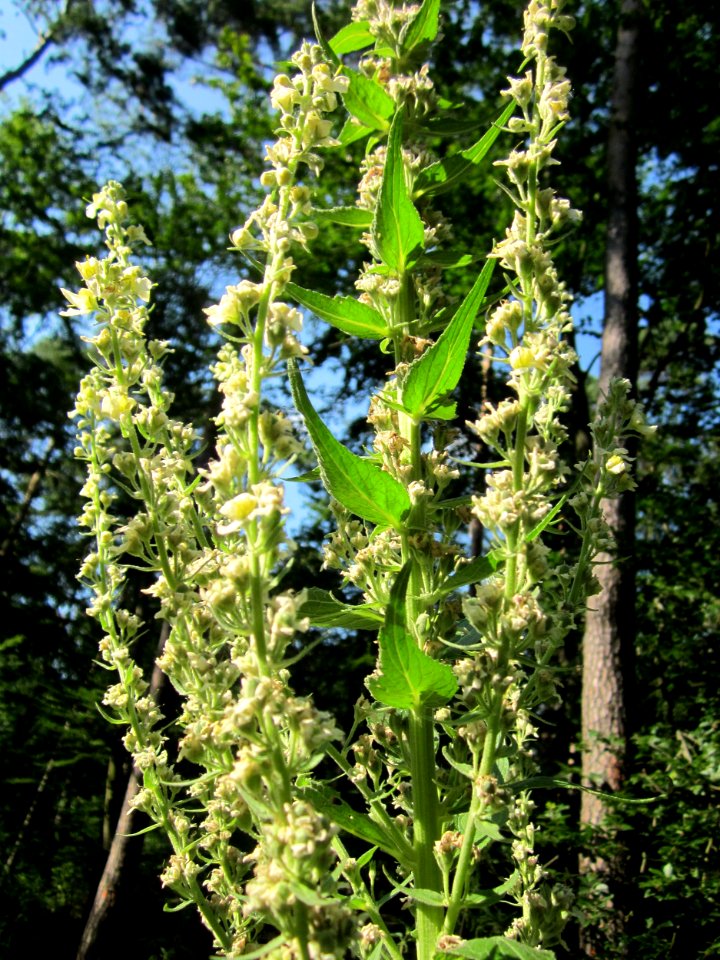 20130716Koenigskerze_Schwetzinger_Hardt2