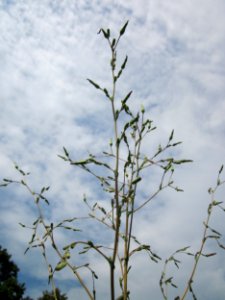 20130726Lactuca_serriola4
