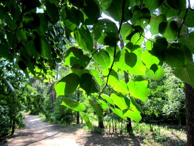 20130716Linde_Schwetzinger_Hardt1