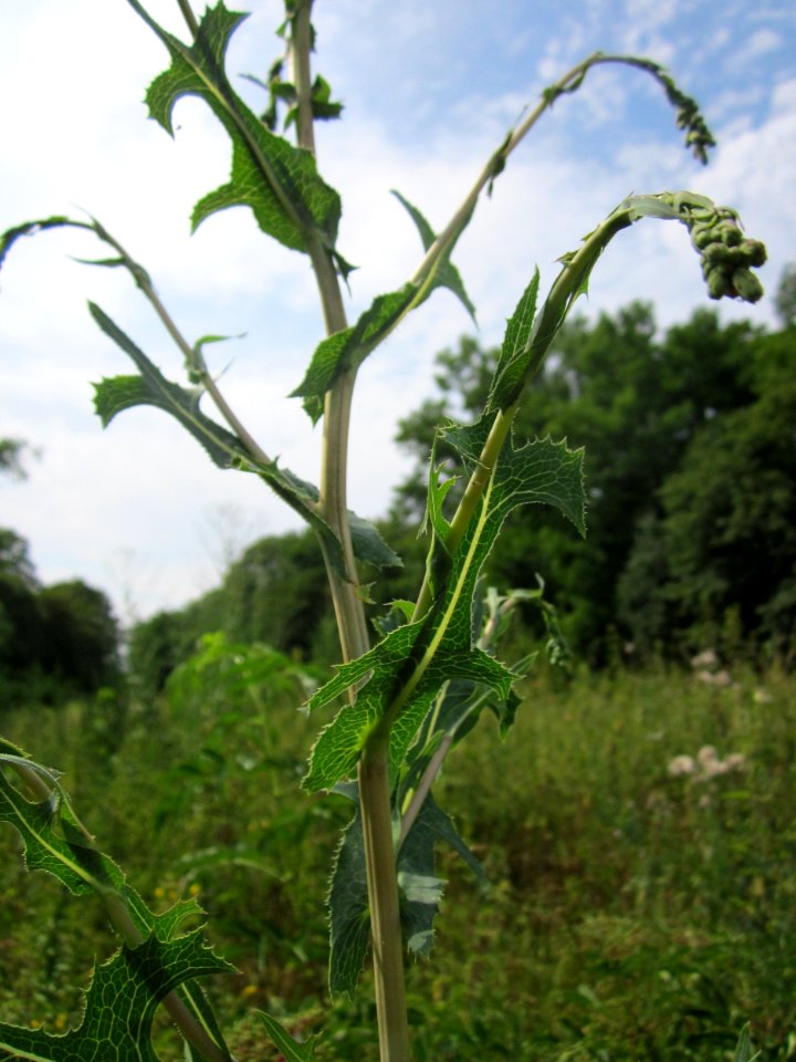20130726Lactuca_serriola6